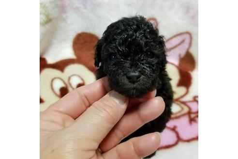 成約済の鹿児島県のトイプードル-28577の1枚目