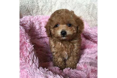 成約済の福岡県のタイニープードル-28255の3枚目