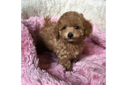 成約済の福岡県のタイニープードル-28255の1枚目