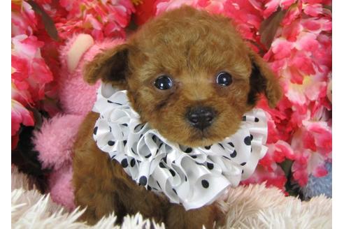 成約済の茨城県のトイプードル-28598の1枚目