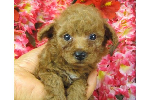 成約済の茨城県のトイプードル-28598の2枚目