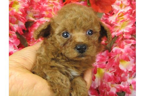 成約済の茨城県のトイプードル-28598の3枚目