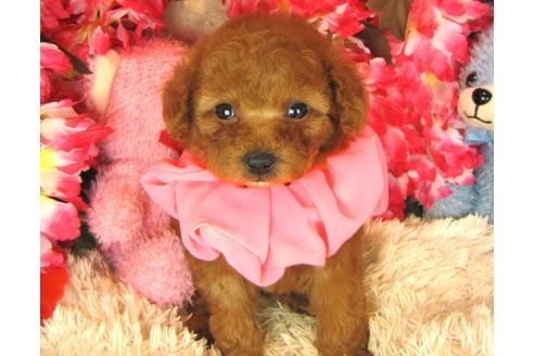 成約済の茨城県のトイプードル-28599の3枚目