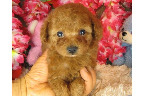 成約済の茨城県のトイプードル-28599の4枚目