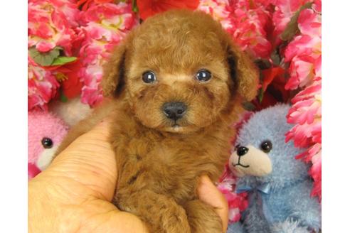 成約済の茨城県のトイプードル-28599の2枚目