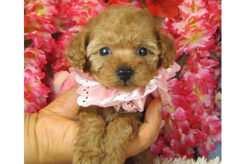 成約済の茨城県のトイプードル-28600の1枚目
