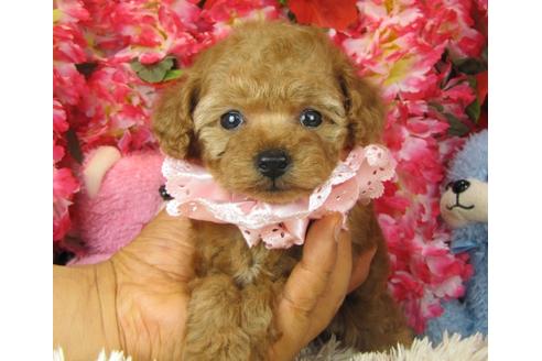 成約済の茨城県のトイプードル-28600の2枚目