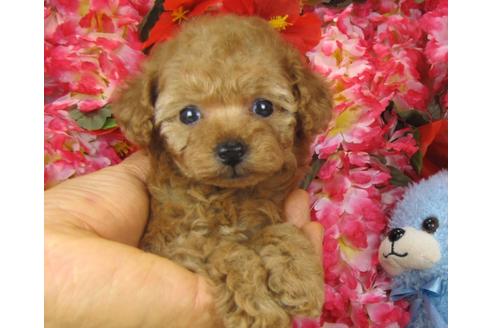 成約済の茨城県のトイプードル-28600の3枚目