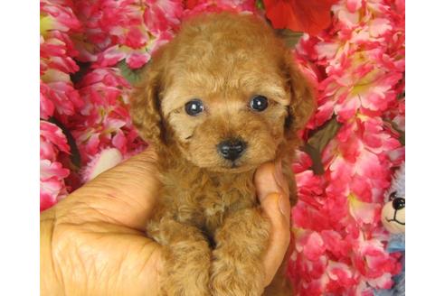 成約済の茨城県のトイプードル-28600の4枚目