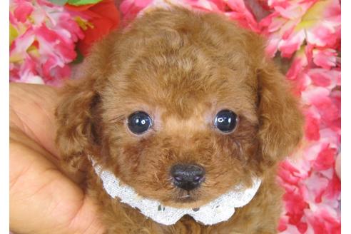 成約済の茨城県のトイプードル-28601の5枚目