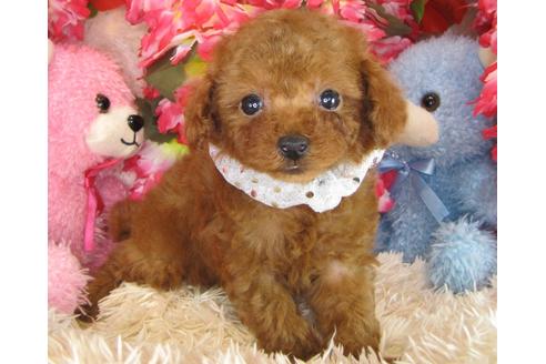 成約済の茨城県のトイプードル-28601の1枚目