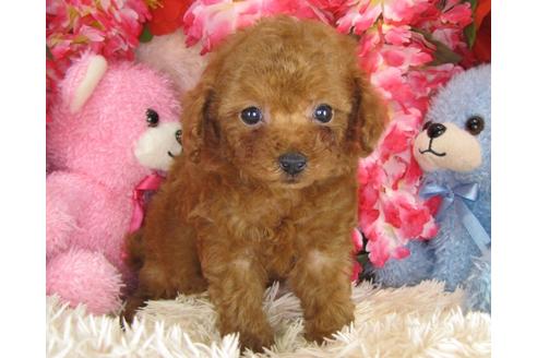 成約済の茨城県のトイプードル-28601の2枚目