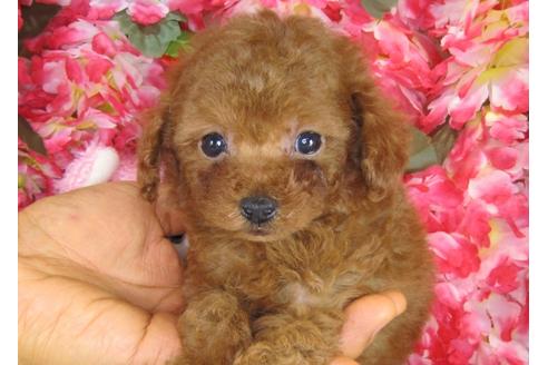 成約済の茨城県のトイプードル-28601の3枚目