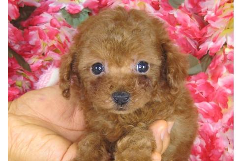 成約済の茨城県のトイプードル-28601の4枚目