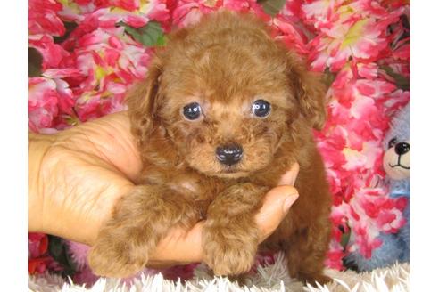 成約済の茨城県のトイプードル-28602の5枚目