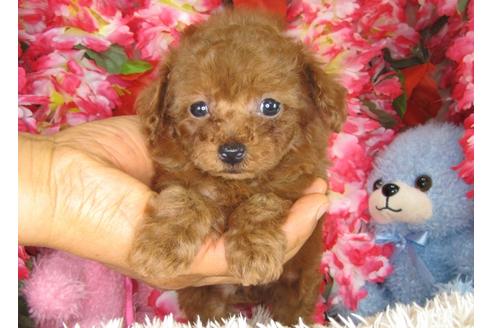 成約済の茨城県のトイプードル-28602の1枚目