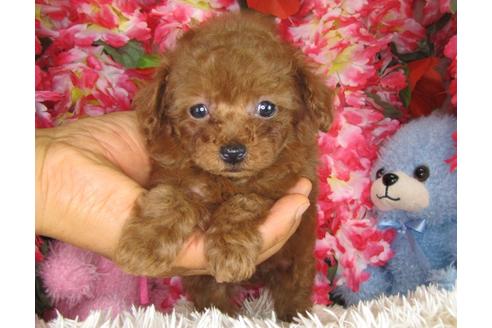 成約済の茨城県のトイプードル-28602の2枚目