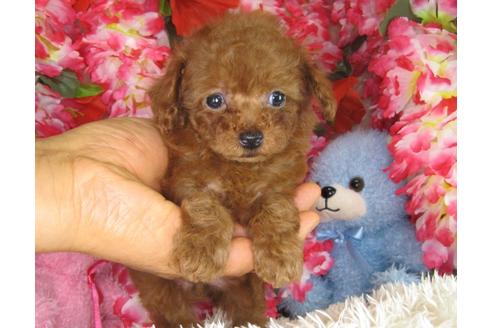 成約済の茨城県のトイプードル-28602の3枚目