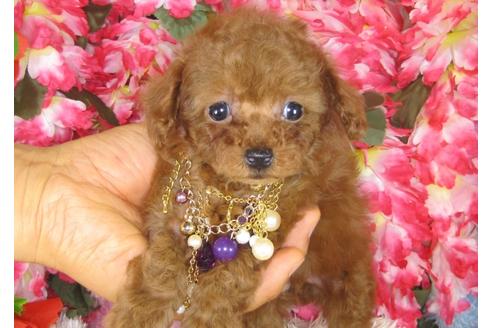 成約済の茨城県のトイプードル-28602の4枚目