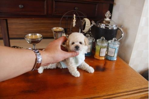 成約済の埼玉県のトイプードル-28618の2枚目