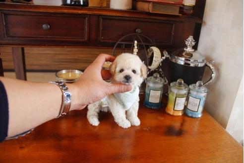 成約済の埼玉県のトイプードル-28618の4枚目