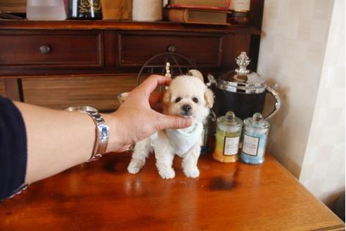 成約済の埼玉県のトイプードル-28618の5枚目