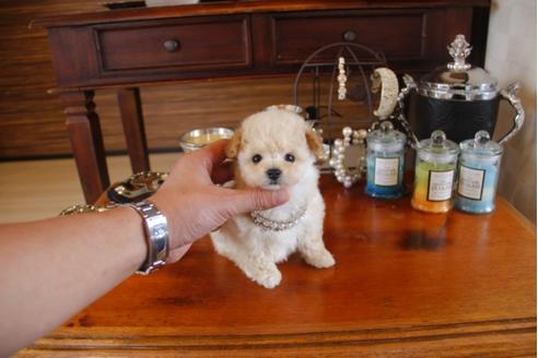 成約済の埼玉県のトイプードル-28619の5枚目