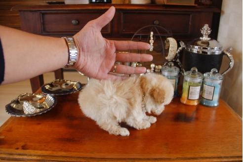 成約済の埼玉県のトイプードル-28619の1枚目