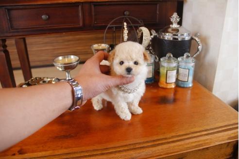 成約済の埼玉県のトイプードル-28619の2枚目