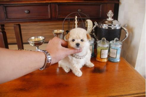 成約済の埼玉県のトイプードル-28619の3枚目