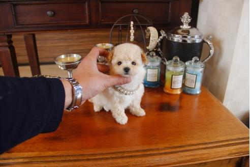 成約済の埼玉県のトイプードル-28619の4枚目