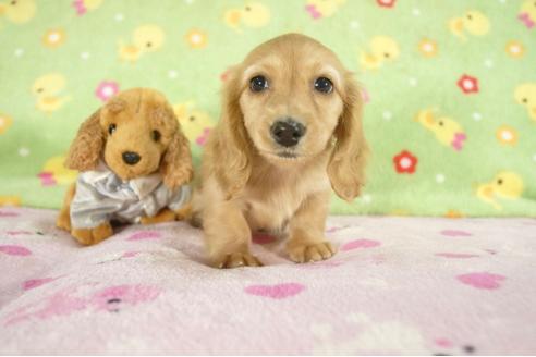 成約済の兵庫県のカニンヘンダックスフンド-27713の1枚目