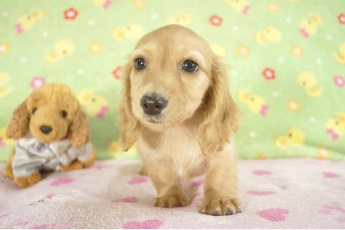 成約済の兵庫県のカニンヘンダックスフンド-27713の3枚目