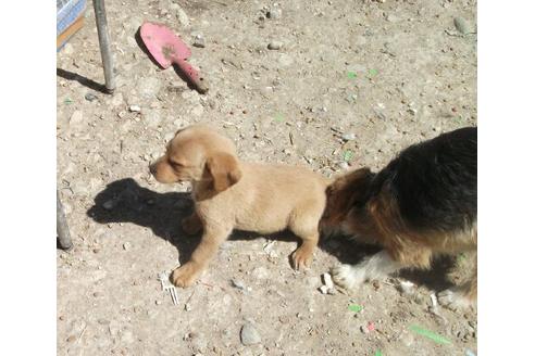 成約済の岐阜県のミックス犬-28153の2枚目