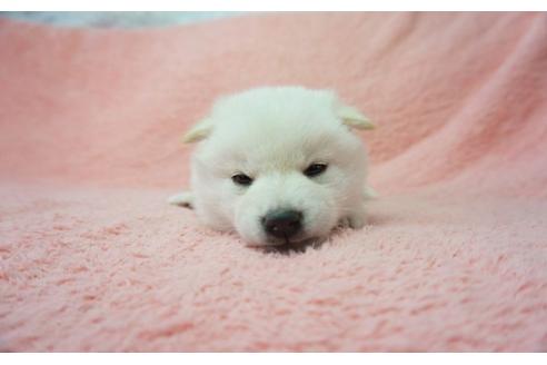 成約済の奈良県の柴犬-28690の4枚目
