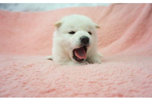 成約済の奈良県の柴犬-28690の5枚目