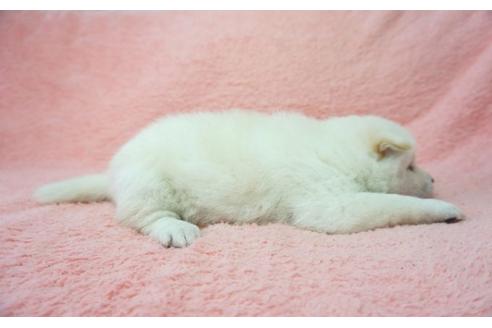 成約済の奈良県の柴犬-28690の1枚目