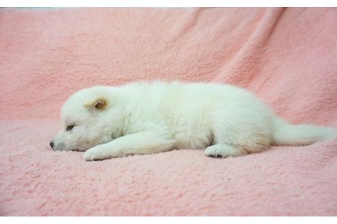 成約済の奈良県の柴犬-28690の2枚目