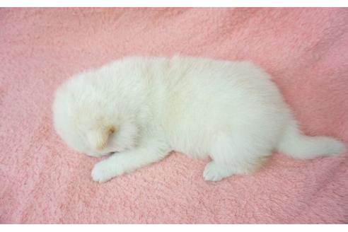 成約済の奈良県の柴犬-28690の3枚目