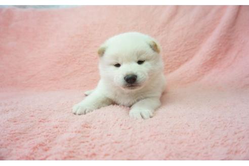 成約済の奈良県の柴犬-28691の3枚目