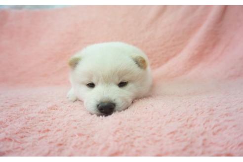 成約済の奈良県の柴犬-28691の4枚目