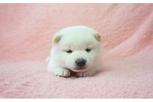 成約済の奈良県の柴犬-28691の5枚目