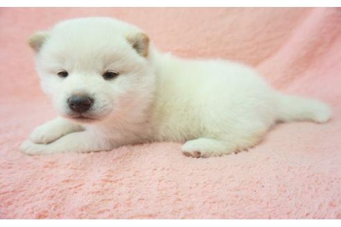 成約済の奈良県の柴犬-28691の1枚目