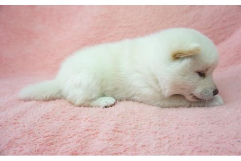 成約済の奈良県の柴犬-28691の2枚目