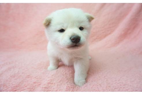 成約済の奈良県の柴犬-28692の3枚目