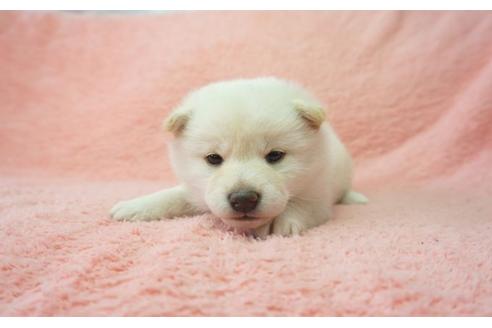 成約済の奈良県の柴犬-28692の4枚目