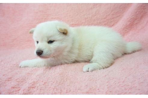 成約済の奈良県の柴犬-28692の5枚目