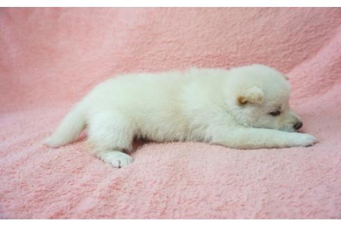 成約済の奈良県の柴犬-28692の1枚目