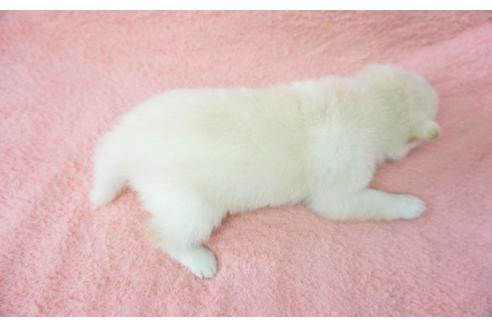 成約済の奈良県の柴犬-28692の2枚目