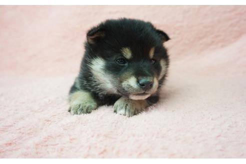 成約済の奈良県の柴犬-28693の1枚目